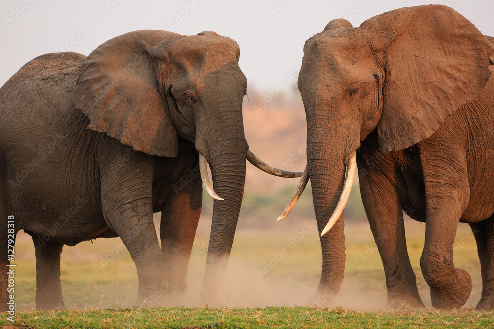 Obraz premium Elephants in Chobe National Park - Botswana