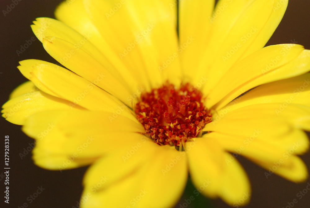 beautiful yellow color flower on black background beautiful yellow color flower on black background