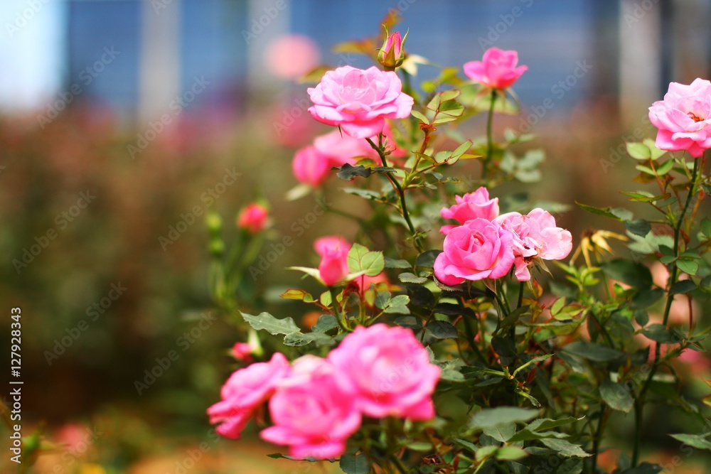 Pink roses in the garden Pink roses in the garden