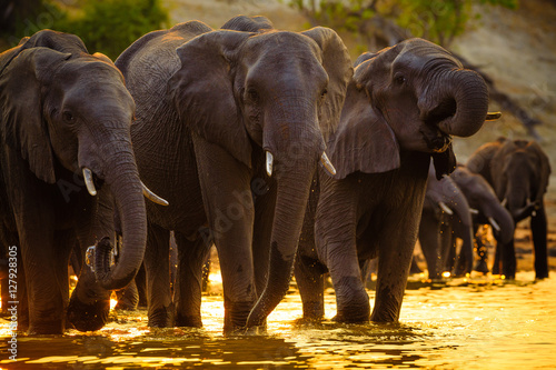 Canvas Print Elephants in Chobe National Park - Botswana