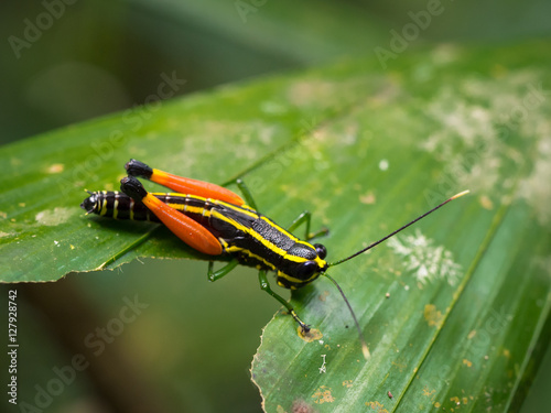 Red-thigh Grasshopper (Traulia sp.), Gunung Gading, Sarawak, Malaysia © salparadis