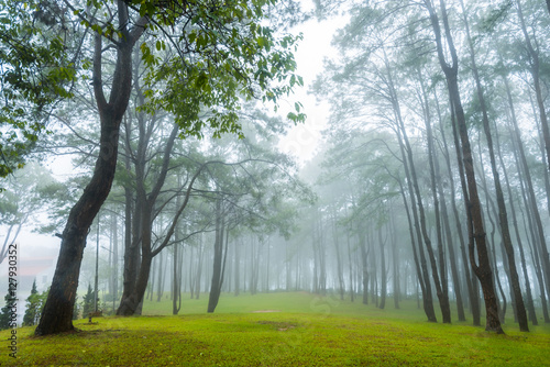 misty forest of pines  in morning