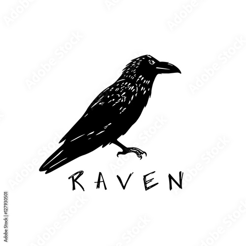 Hand drawn raven