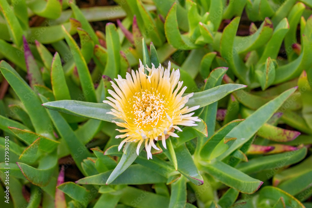 Carpobrotus edulis Hottentot-fig highway ice plant coast yellow flower blossom detail background