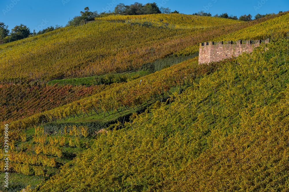 Alsace Vineyards, in autumn, France