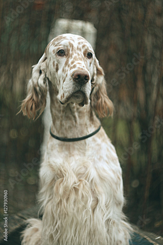 Spotty white English setter portrait in soft focus in vintage style photo