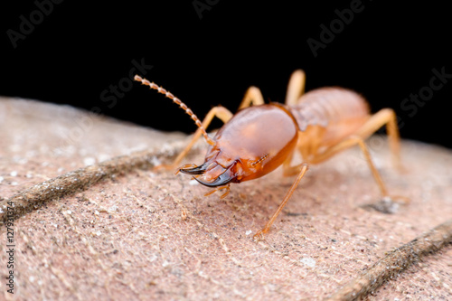Close up Termites worker on dried leaf