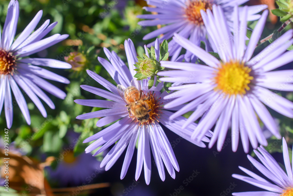 Bee on the Flower (False Aster) Bee on the Flower (False Aster)