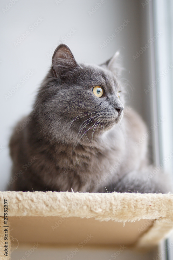 Grey cat sitting near window