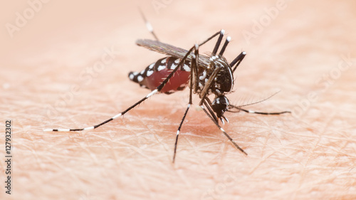 mosquito, malaria, influenza © goopholidon