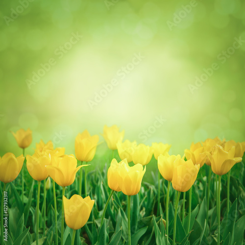 Yellow Tulips in Garden photo