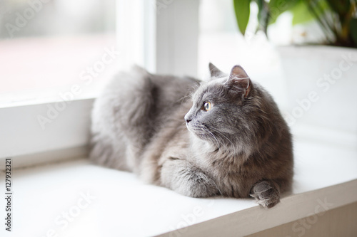 Grey cat sitting near window