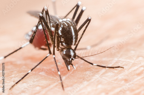 mosquito, malaria, influenza