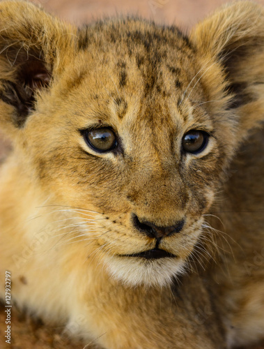 Lion Cub Close Up  Sabi Sand Game Reserve  South Africa