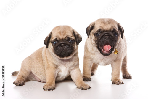 Two pug puppy  isolated on white 