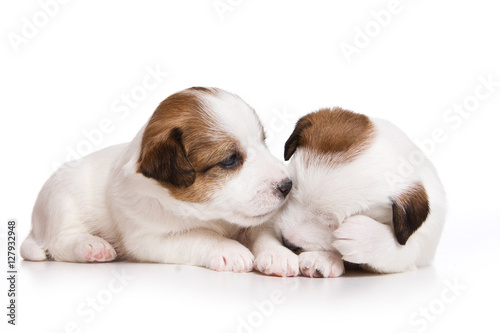 Two puppy dog Jack Russell Terrier (isolated on white)