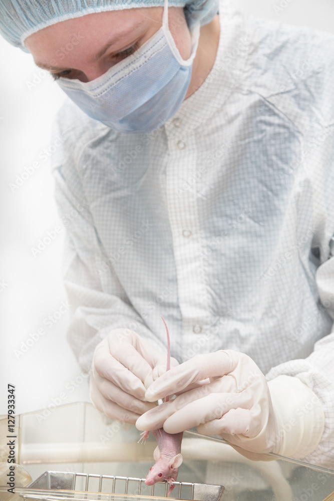 laboratory mouse in hands laboratory mouse in hands