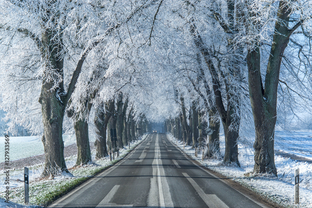 CountryRoad in winter with frozen tree