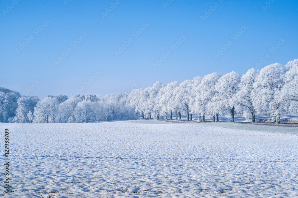 tree in winter dress, frozen