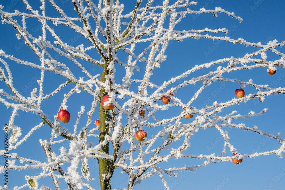 tree with apples in winter dress, frozen