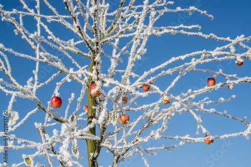 Obraz na płótnie tree with apples in winter dress, frozen w salonie