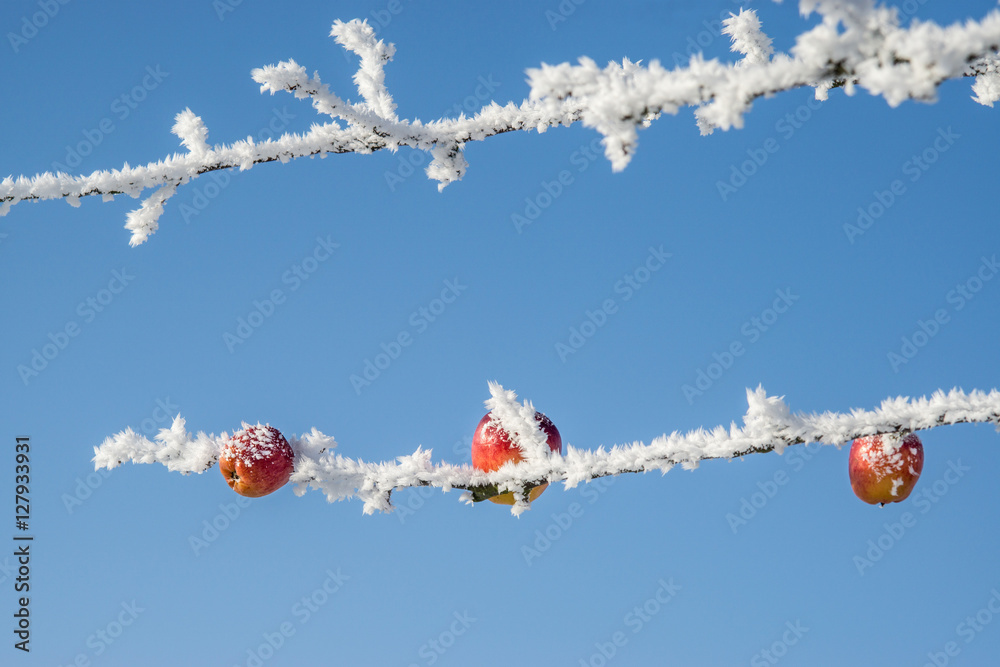 tree with apples in winter dress, frozen