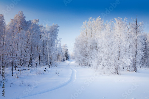 birch grove on a frosty sunny day © Vladimir Melnikov