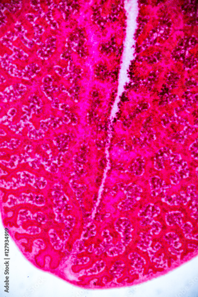 Fasciola gigantica (parasite) under the microscope Fasciola gigantica (parasite) under the microscope