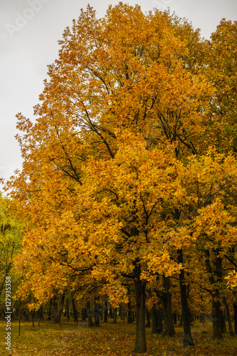 a beautiful tree with golden autumn leaves