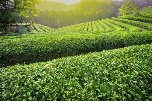 Daehandawon Green tea plantation in Boseong,South Korea. photo