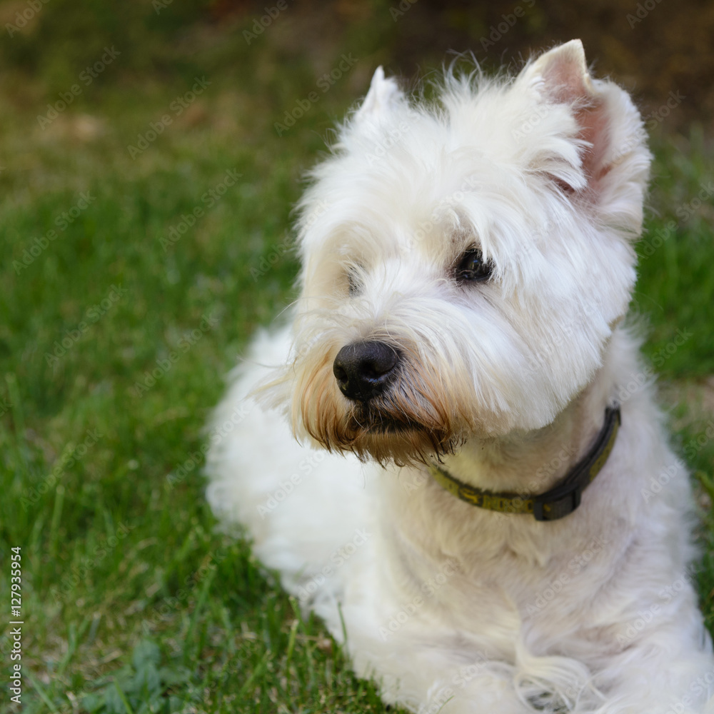 West Highland White Terrier en el jardin
