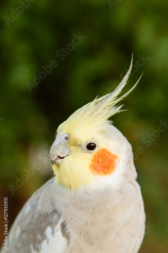 Beautiful parrot nymph
