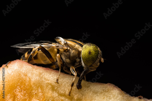 Tabanus sulcifrons yellow eyes(soft focus) photo