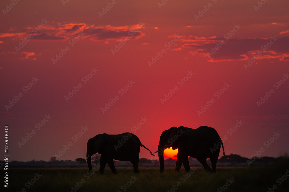 Obraz premium Elephants in Chobe National Park - Botswana