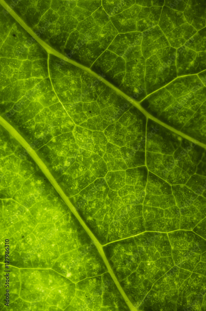 The surface of the leaf The surface of the leaf