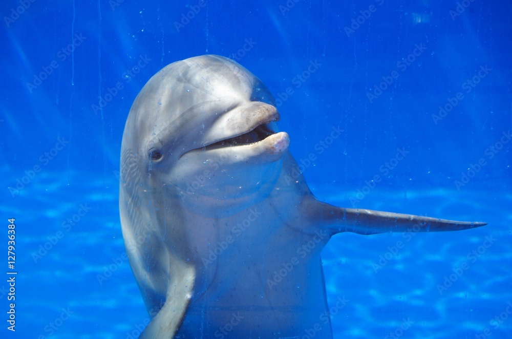 Naklejka premium Dolphin in a blue pool looks through glass