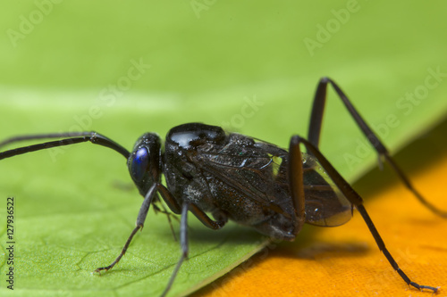ensign wasp photo