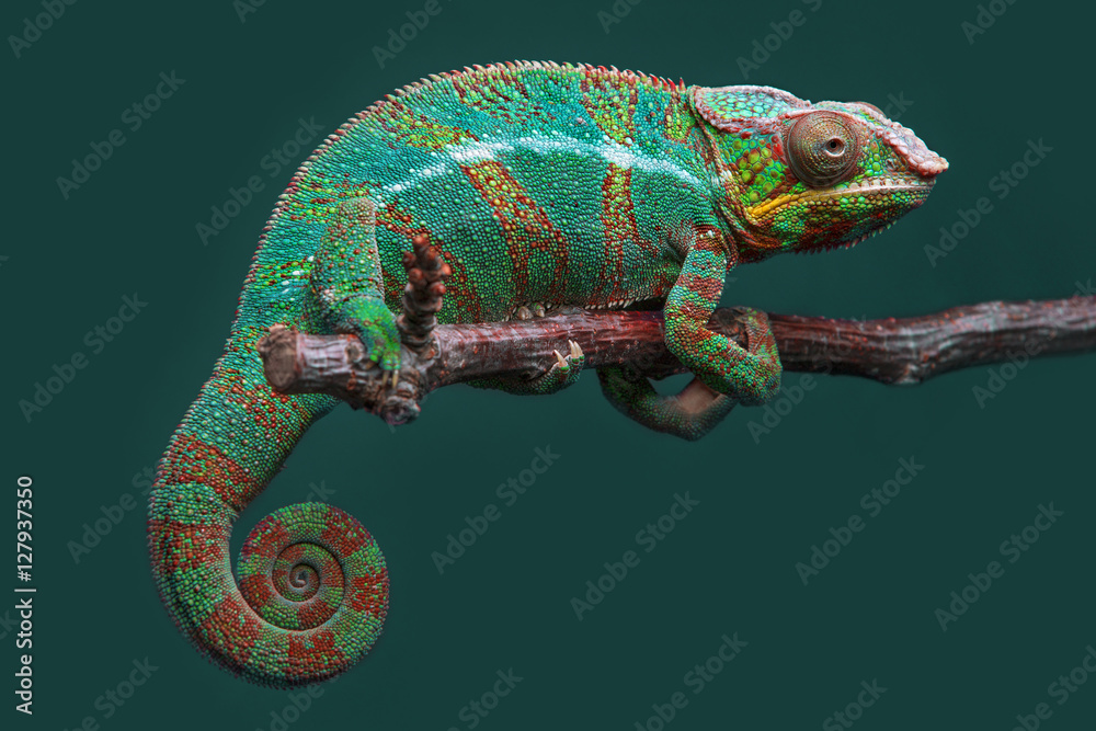 Fototapeta premium Chamäleon (Furcifer pardalis)