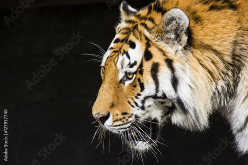 Tiger © Keith