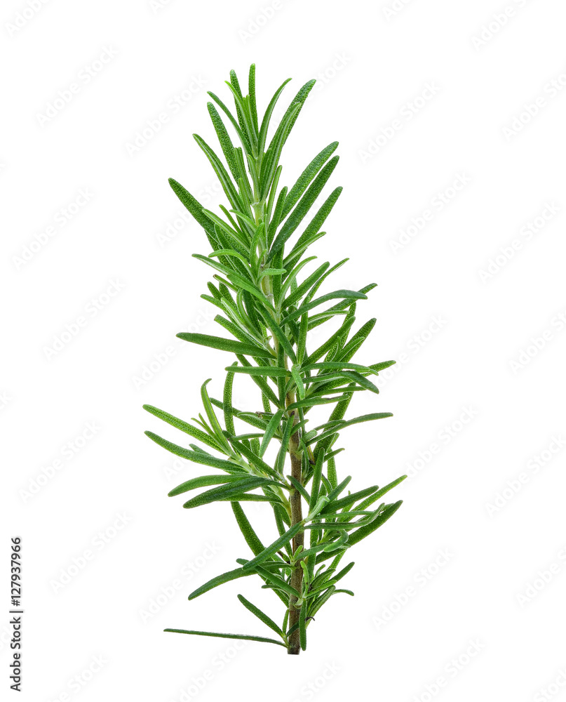 rosemary isolated on white background