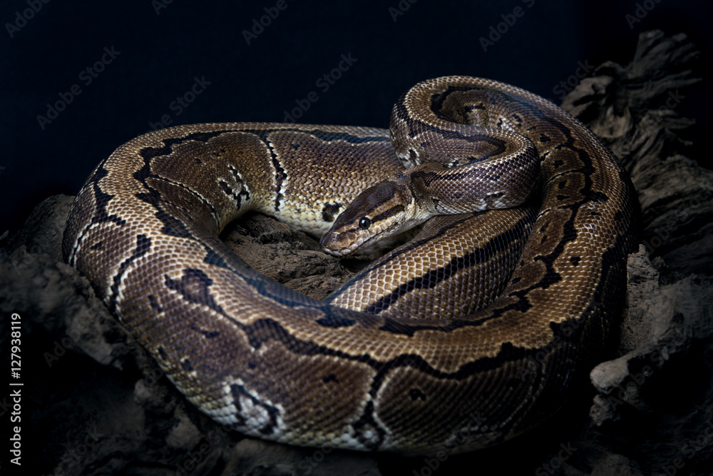 Obraz premium Königspython