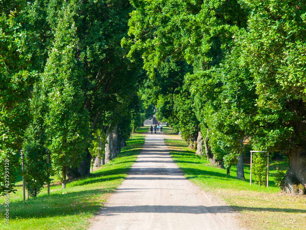 Country road through green lush tree alley in beautiful park on sunny summer day, Sychrov Castle, Czech Republic