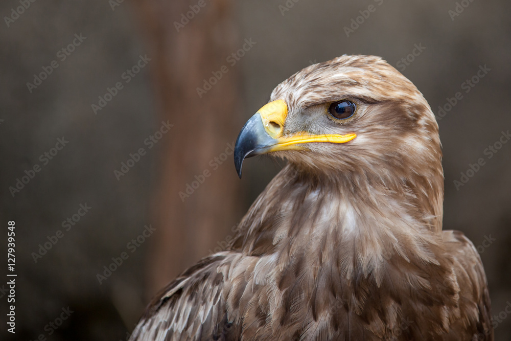 Aigle royal Aigle royal
