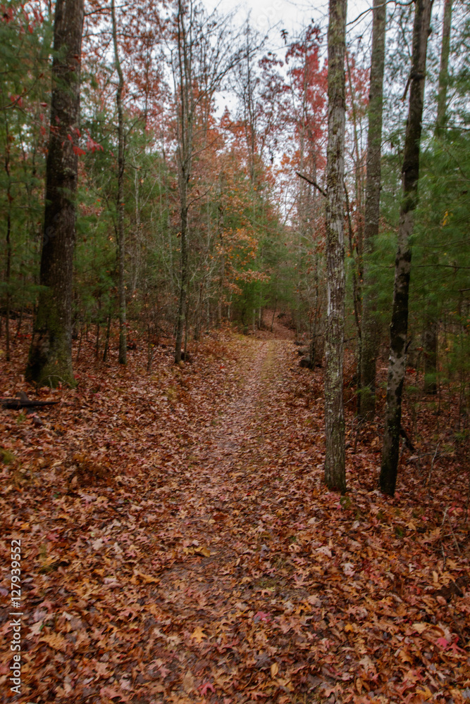 Fall Leaves at Pickett State Park Fall Leaves at Pickett State Park