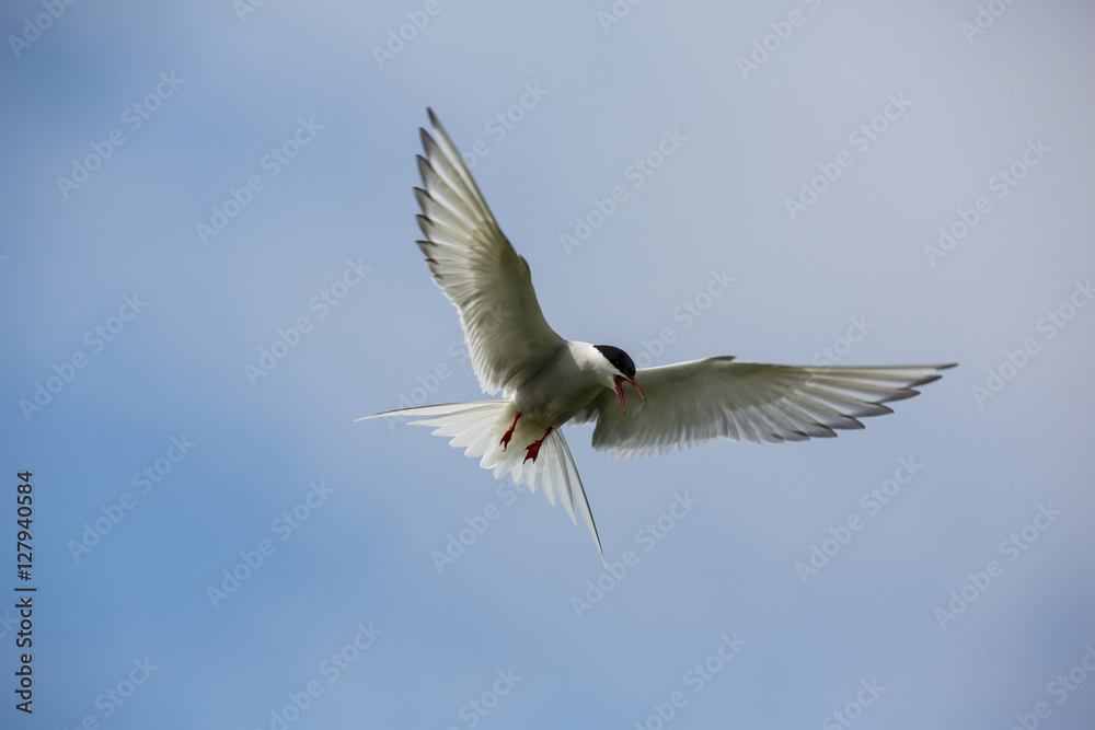 Obraz premium Farne Island Terns