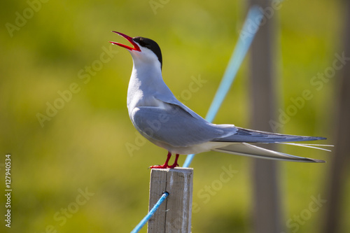 Farne Island Terns