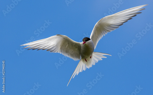 Farne Island Terns