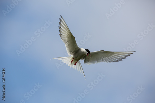 Farne Island Terns