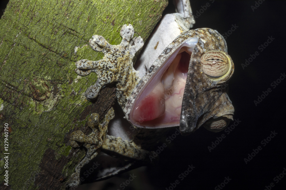 Fat-tail Gecko Uroplatus fimbriatus threatens its mouth open, Nosy Mangabe, Madagascar