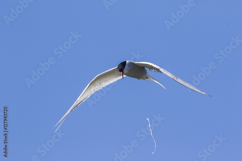 Farne Island Terns